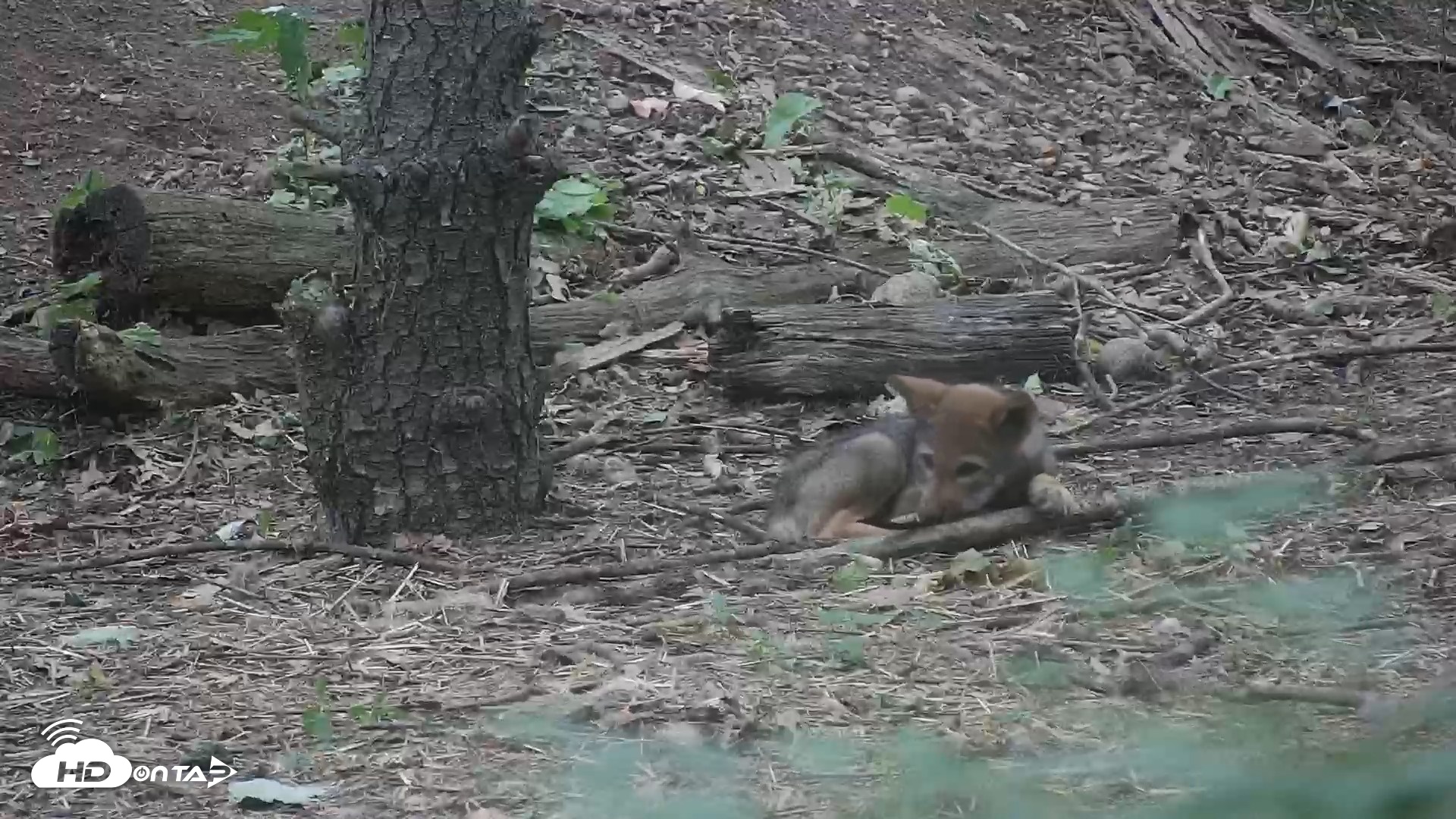 Snapshot of Off-Exhibit Red Wolves Live Cam | Wolf Center taken Jun 22, 2026, 9:31am EDT