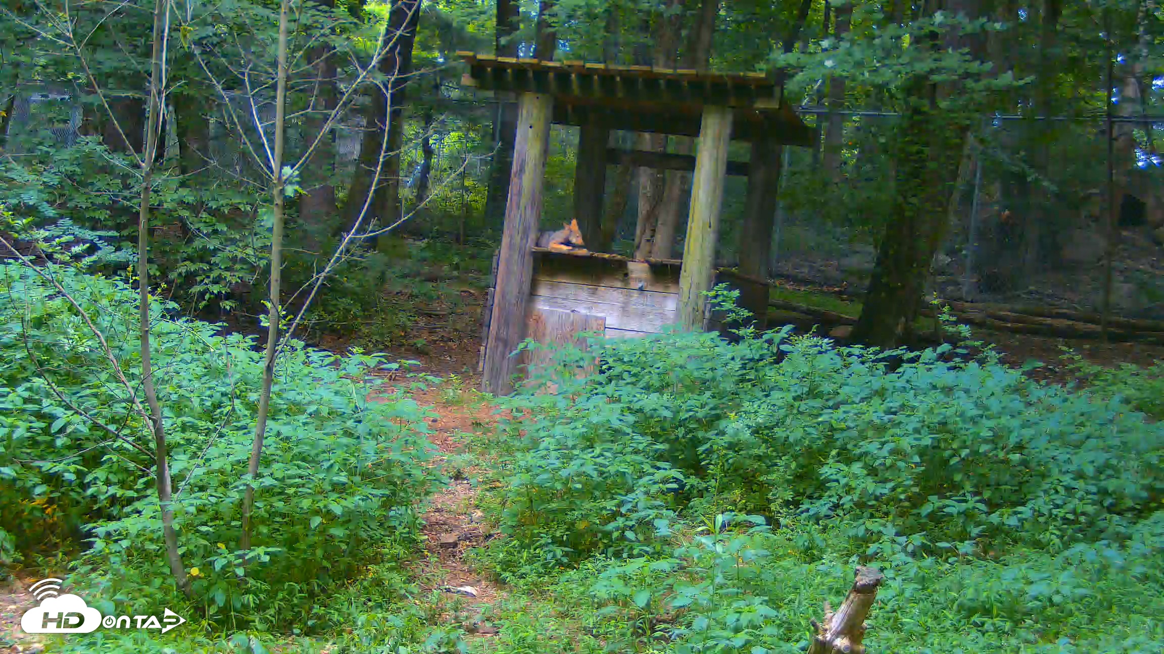 Snapshot of Off-Exhibit Red Wolves Live Cam | Wolf Center taken Jul 5, 2026, 7:56pm EDT