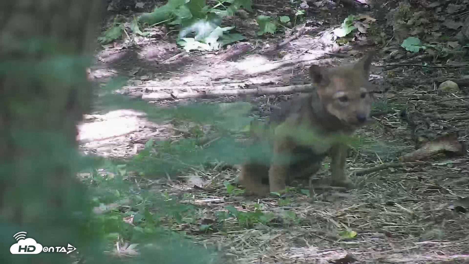 Snapshot of Off-Exhibit Red Wolves Live Cam | Wolf Center taken Jun 8, 2026, 11:35am EDT