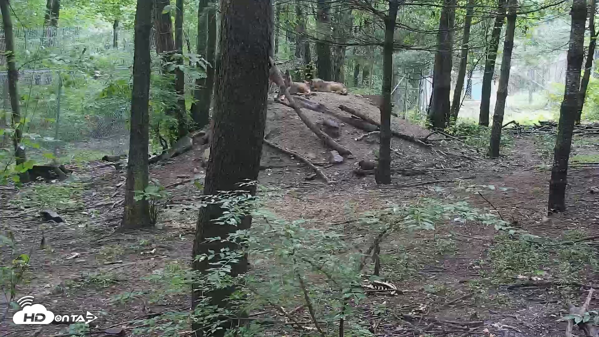 Snapshot of Off-Exhibit Red Wolves Live Cam | Wolf Center taken Jul 7, 2026, 12:54pm EDT