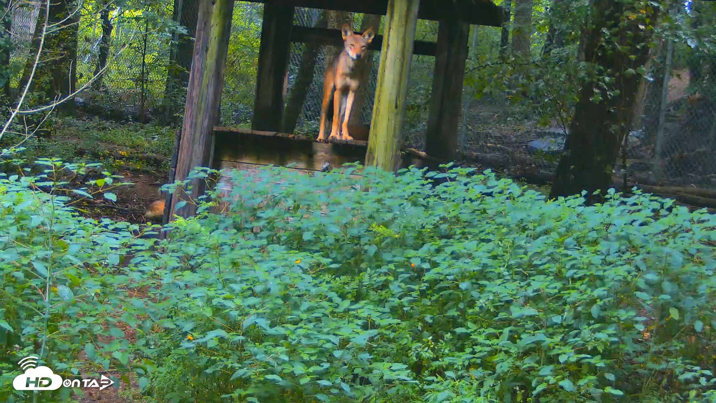 Snapshot of Off-Exhibit Red Wolves Live Cam | Wolf Center taken Aug 6, 2026, 10:11am EDT