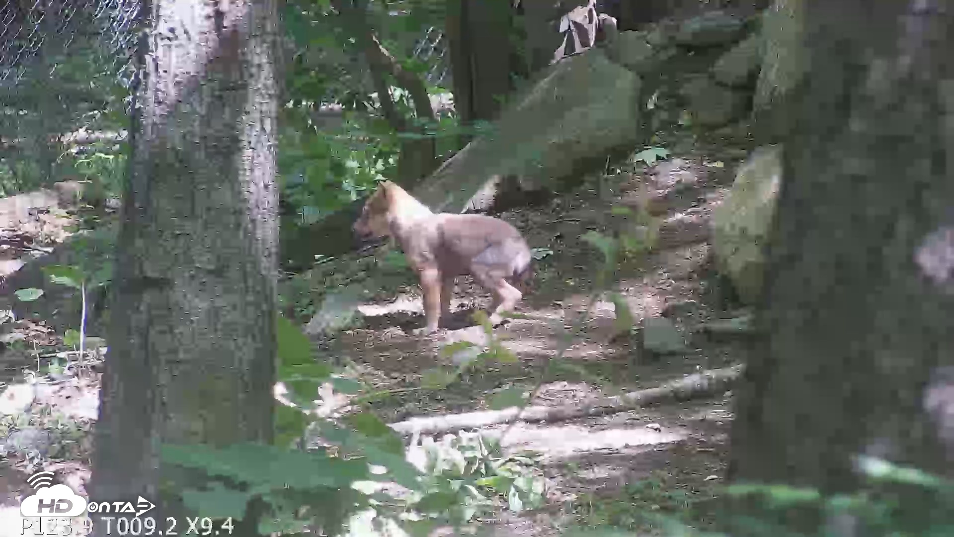 Snapshot of Off-Exhibit Red Wolves Live Cam | Wolf Center taken Jun 8, 2026, 11:22am EDT