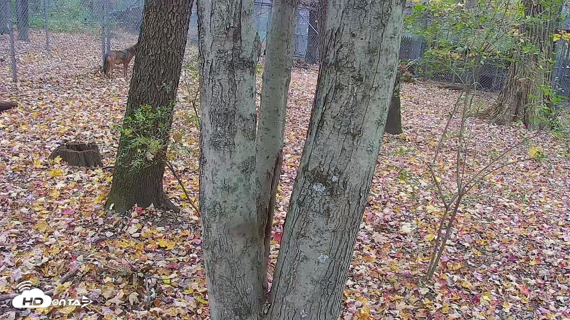 Snapshot of Off-Exhibit Red Wolves Live Cam | Wolf Center taken Oct 29, 2025, 10:17am EDT