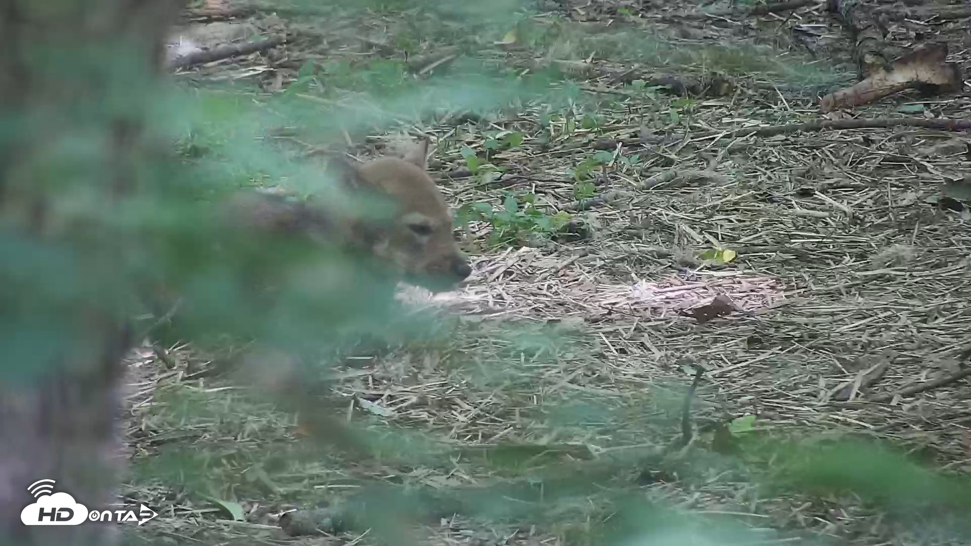 Snapshot of Off-Exhibit Red Wolves Live Cam | Wolf Center taken Jun 8, 2026, 11:32am EDT