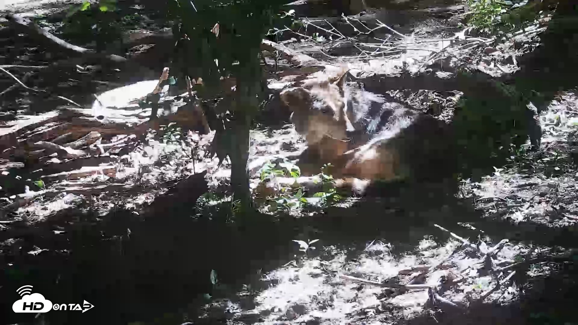 Snapshot of Off-Exhibit Red Wolves Live Cam | Wolf Center taken Jun 8, 2026, 11:28am EDT