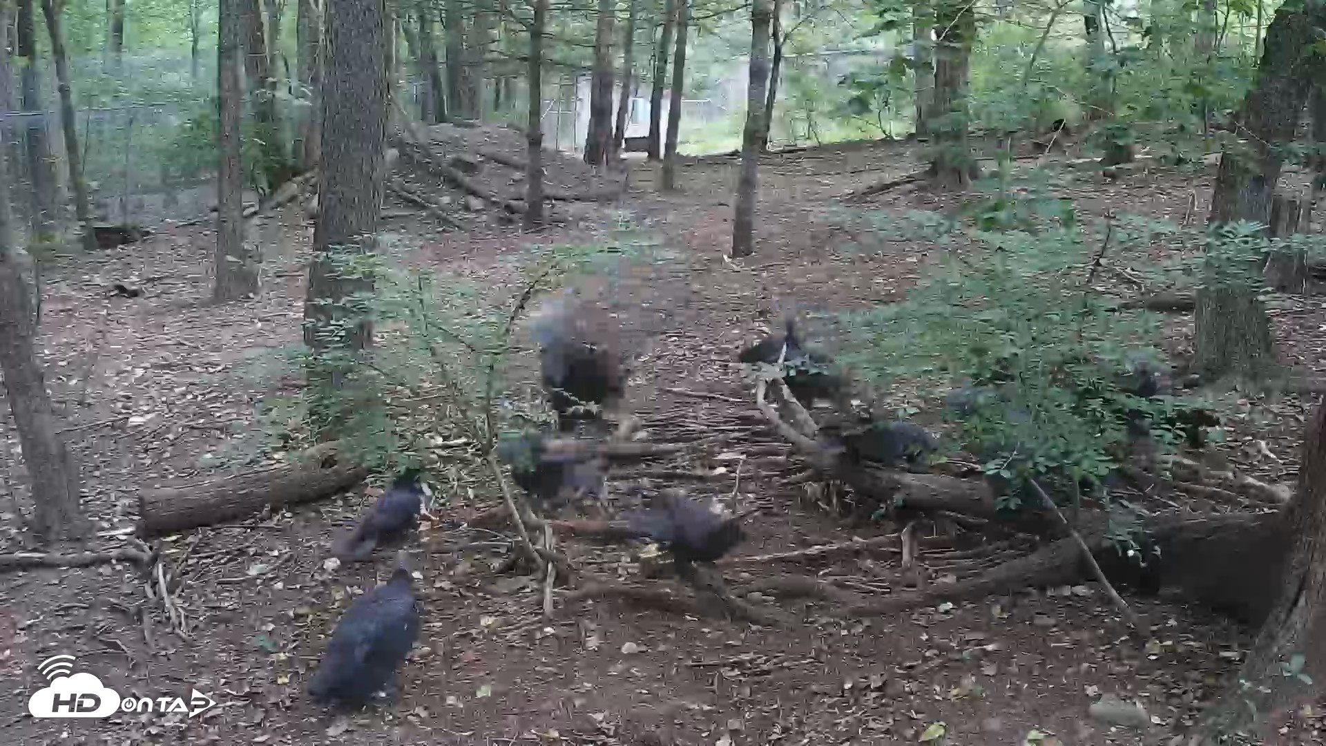 Snapshot of Off-Exhibit Red Wolves Live Cam | Wolf Center taken Sep 19, 2026, 8:01am EDT