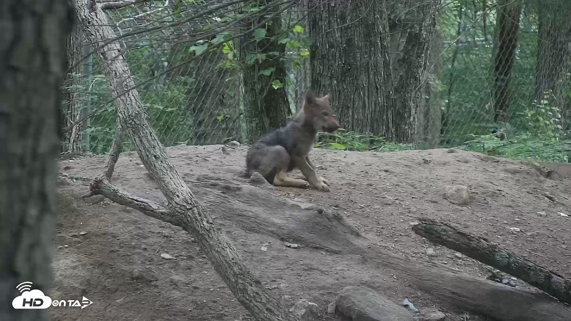 Snapshot of Off-Exhibit Red Wolves Live Cam | Wolf Center taken Jun 22, 2026, 9:20am EDT