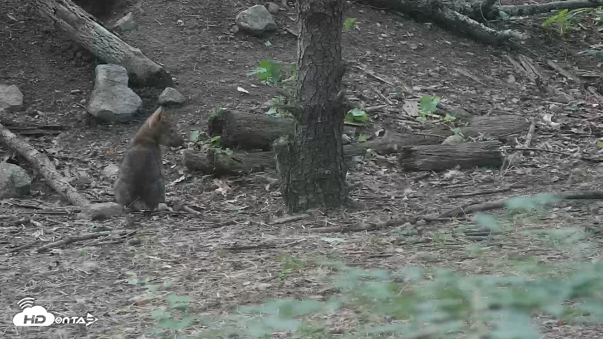 Snapshot of Off-Exhibit Red Wolves Live Cam | Wolf Center taken Jun 17, 2026, 6:39pm EDT