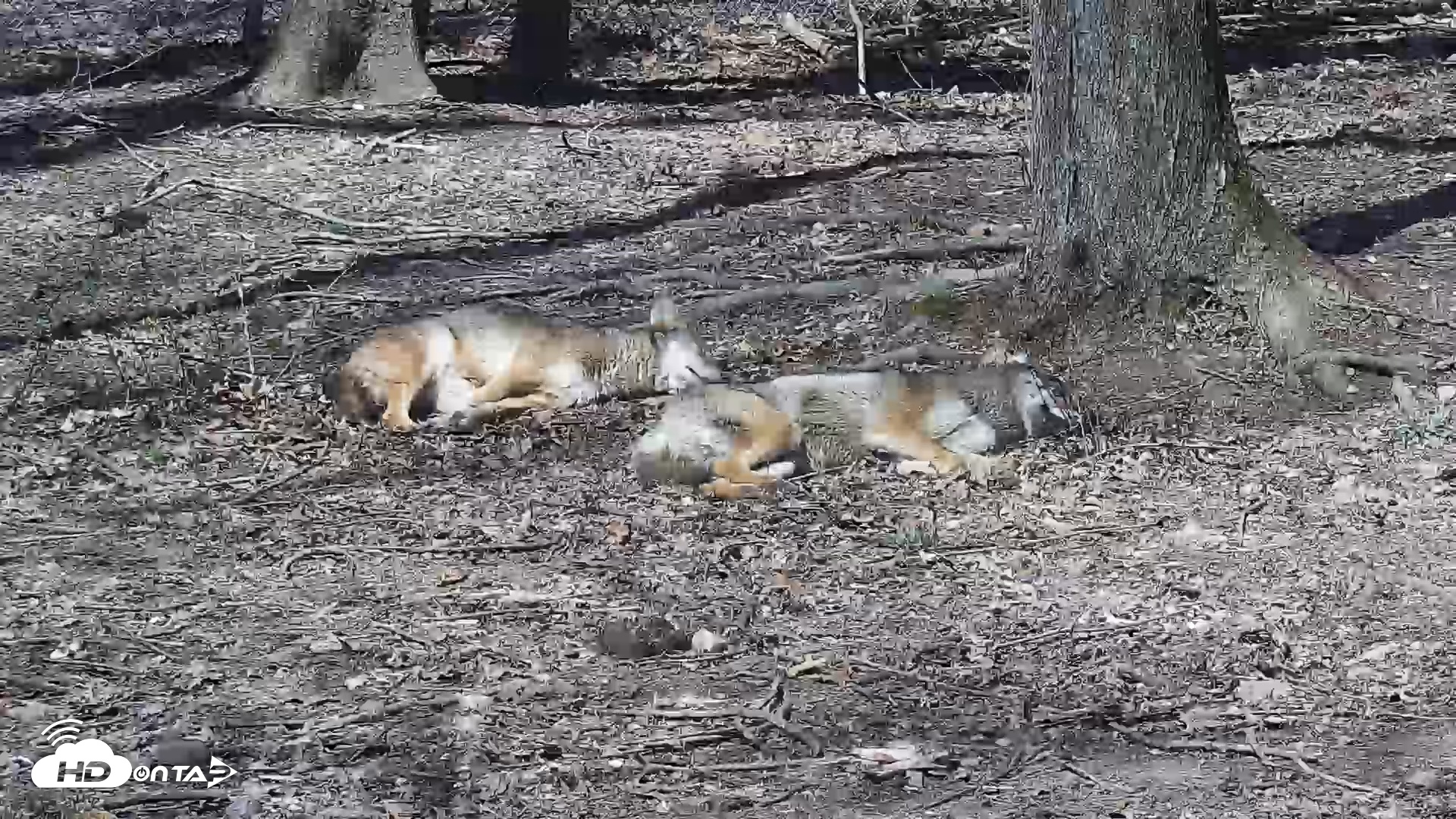 Snapshot of Off-Exhibit Red Wolves Live Cam | Wolf Center taken Apr 9, 2026, 12:52pm EDT