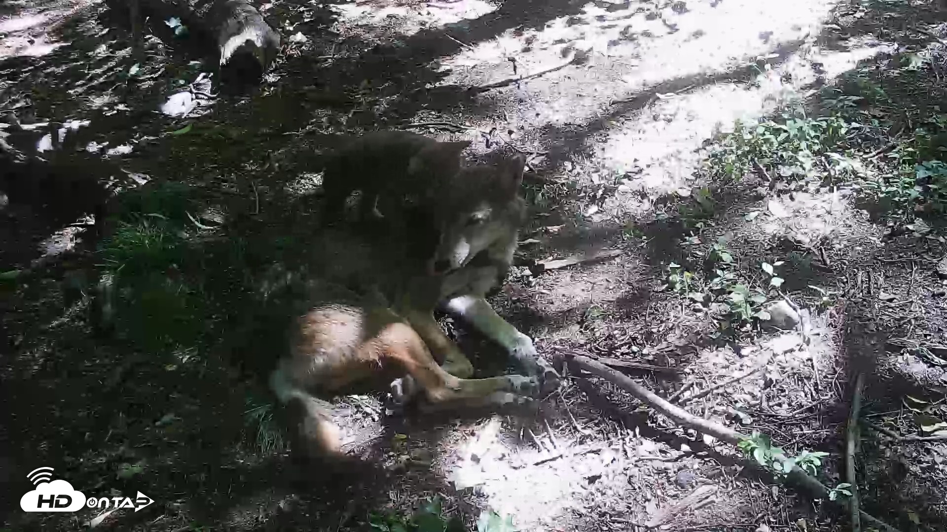 Snapshot of Off-Exhibit Red Wolves Live Cam | Wolf Center taken Jun 8, 2026, 11:04am EDT