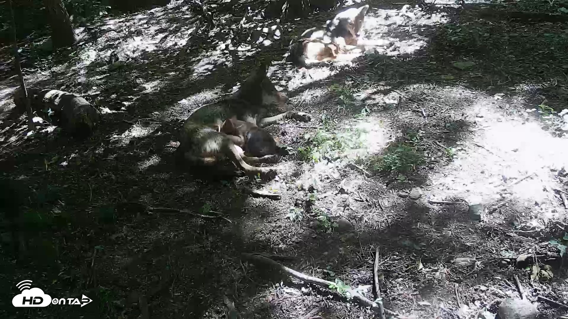 Snapshot of Off-Exhibit Red Wolves Live Cam | Wolf Center taken Jun 8, 2026, 11:15am EDT