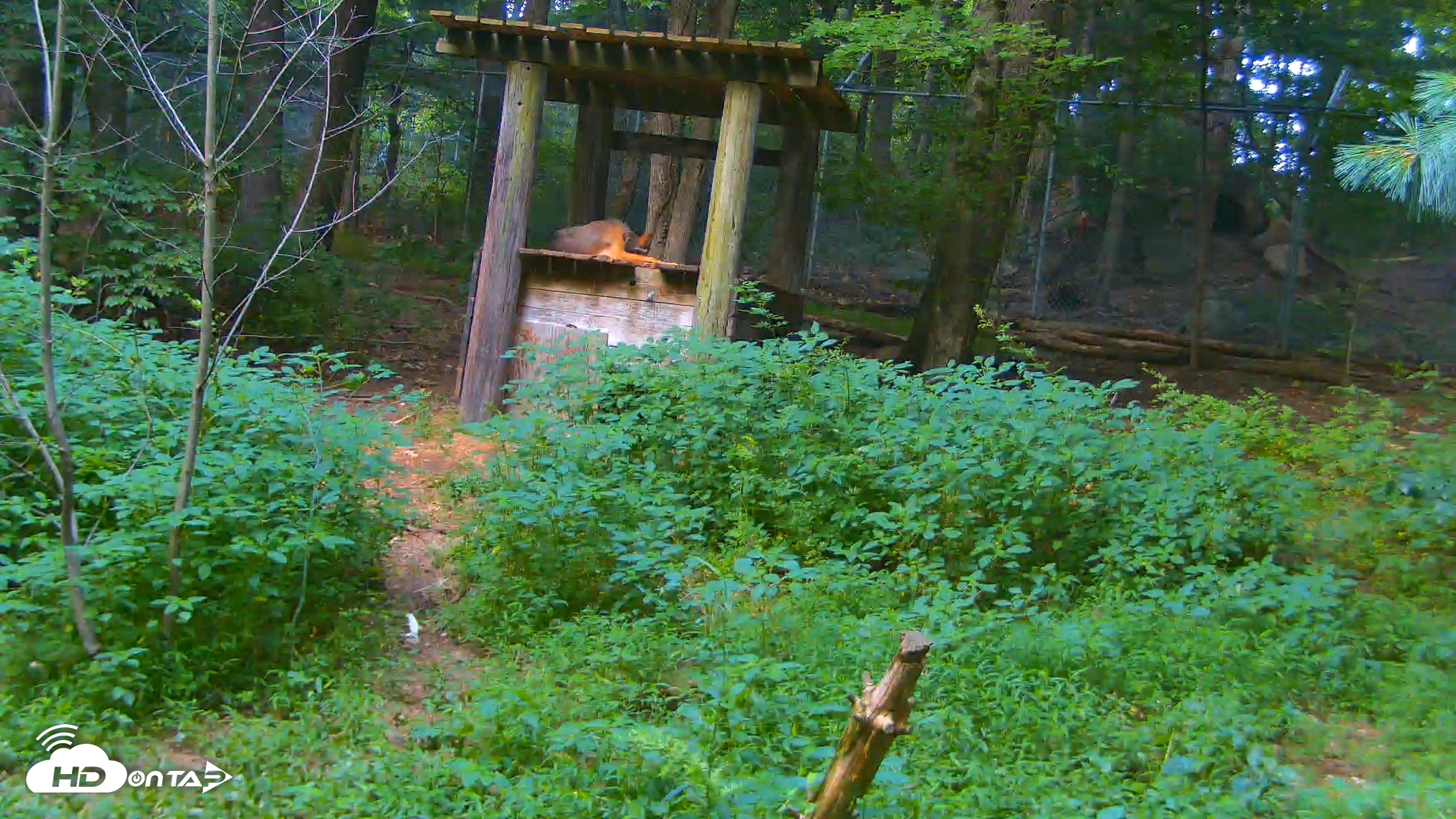 Snapshot of Off-Exhibit Red Wolves Live Cam | Wolf Center taken Jul 10, 2026, 7:35pm EDT