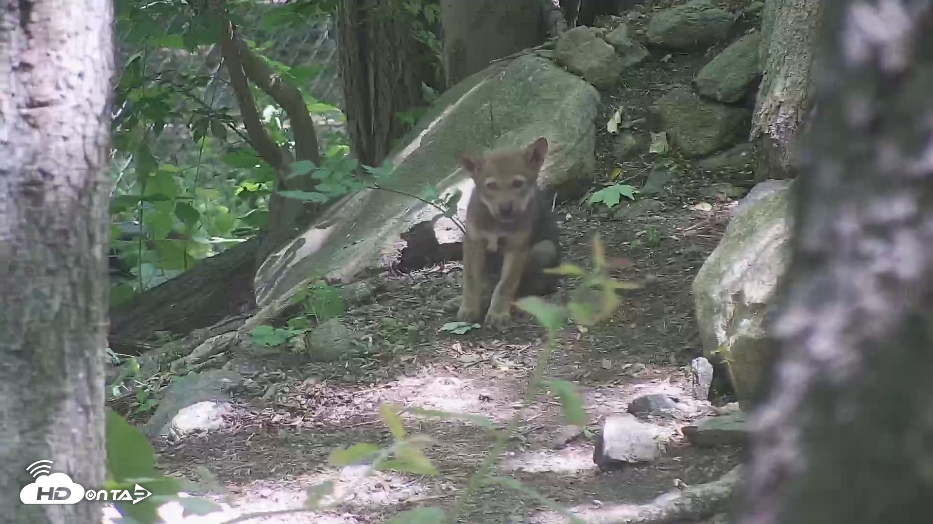 Snapshot of Off-Exhibit Red Wolves Live Cam | Wolf Center taken Jun 8, 2026, 11:24am EDT