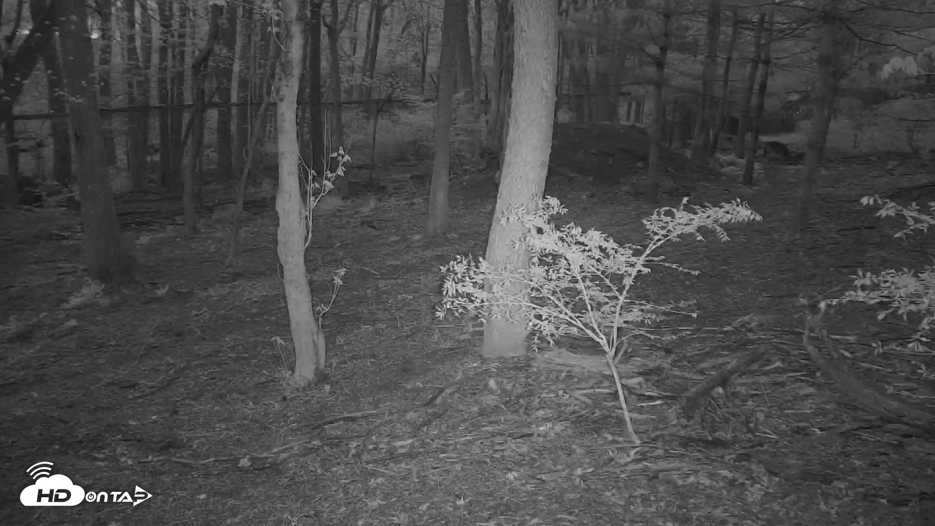 Snapshot of Off-Exhibit Red Wolves Live Cam | Wolf Center taken Apr 19, 2026, 7:59pm EDT