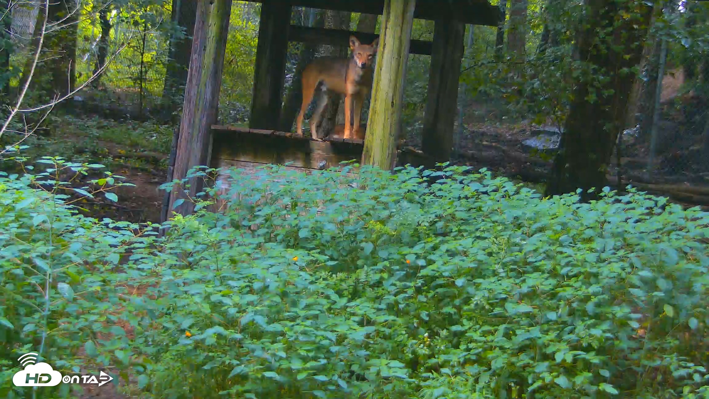 Snapshot of Off-Exhibit Red Wolves Live Cam | Wolf Center taken Aug 6, 2026, 10:14am EDT