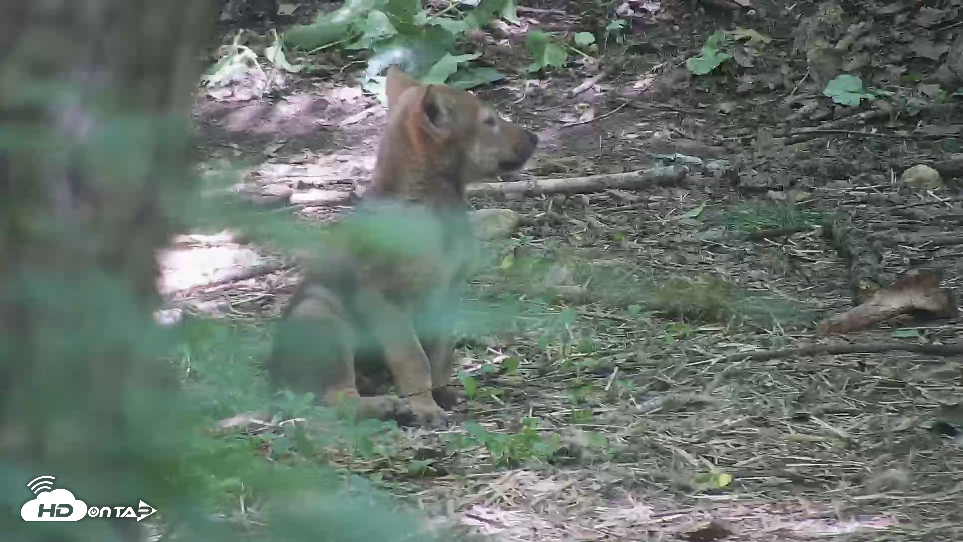 Snapshot of Off-Exhibit Red Wolves Live Cam | Wolf Center taken Jun 8, 2026, 11:34am EDT