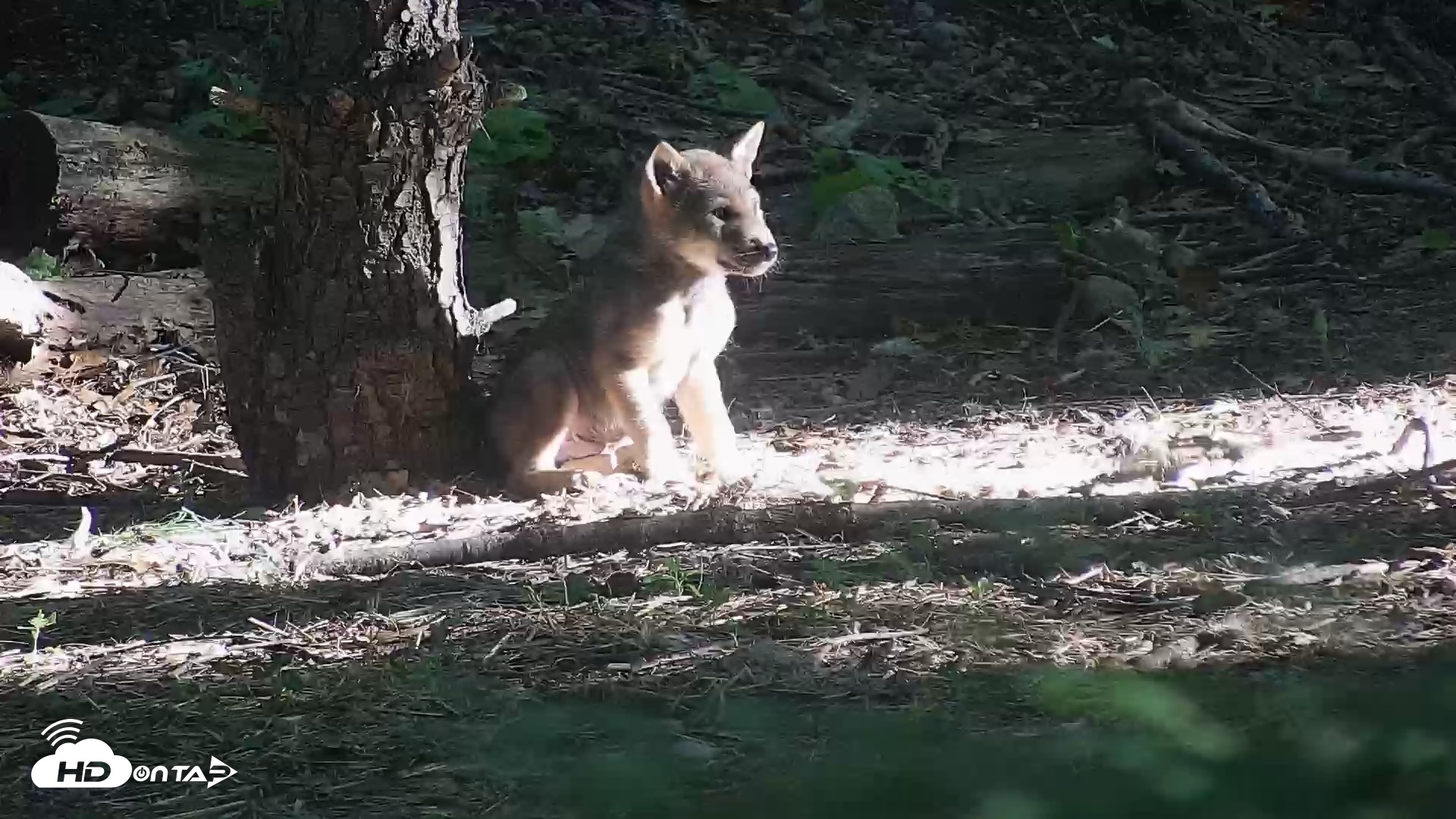 Snapshot of Off-Exhibit Red Wolves Live Cam | Wolf Center taken Jun 16, 2026, 7:53am EDT