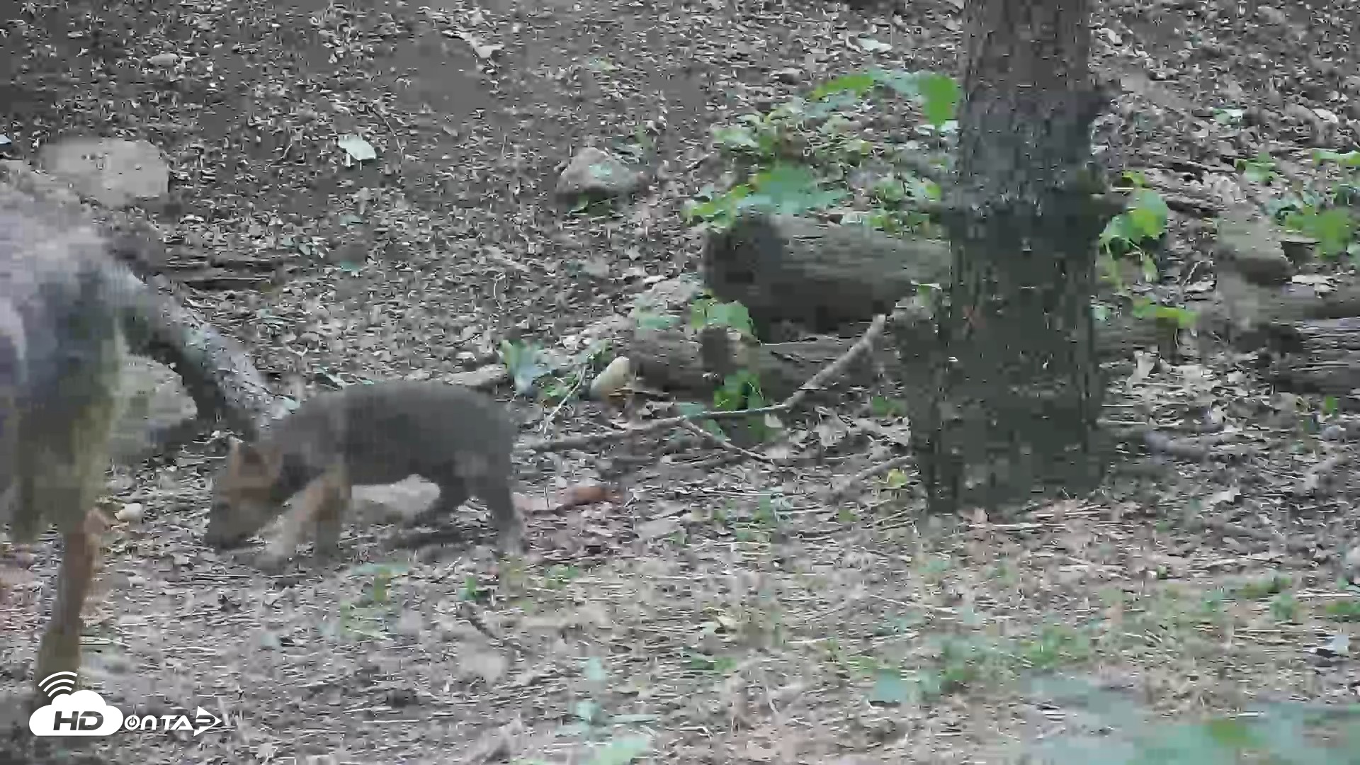 Snapshot of Off-Exhibit Red Wolves Live Cam | Wolf Center taken Jun 1, 2026, 2:36pm EDT