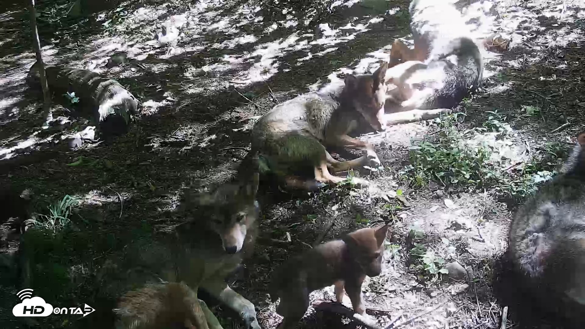 Snapshot of Off-Exhibit Red Wolves Live Cam | Wolf Center taken Jun 8, 2026, 11:08am EDT