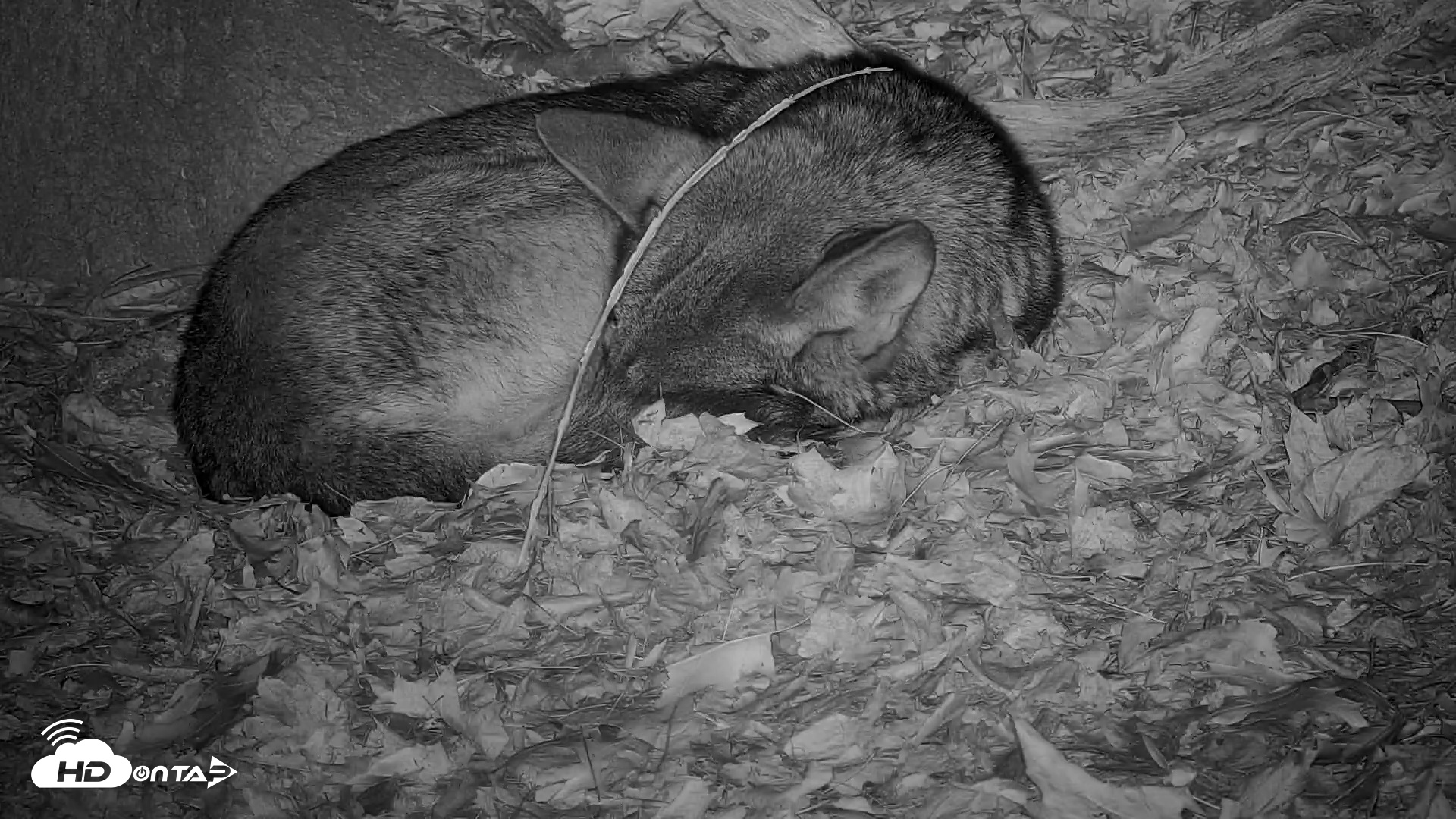 Snapshot of Off-Exhibit Red Wolves Live Cam | Wolf Center taken Dec 9, 2025, 12:36am EST