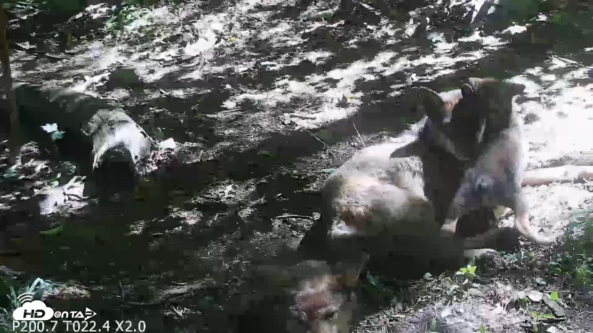 Snapshot of Off-Exhibit Red Wolves Live Cam | Wolf Center taken Jun 8, 2026, 11:07am EDT