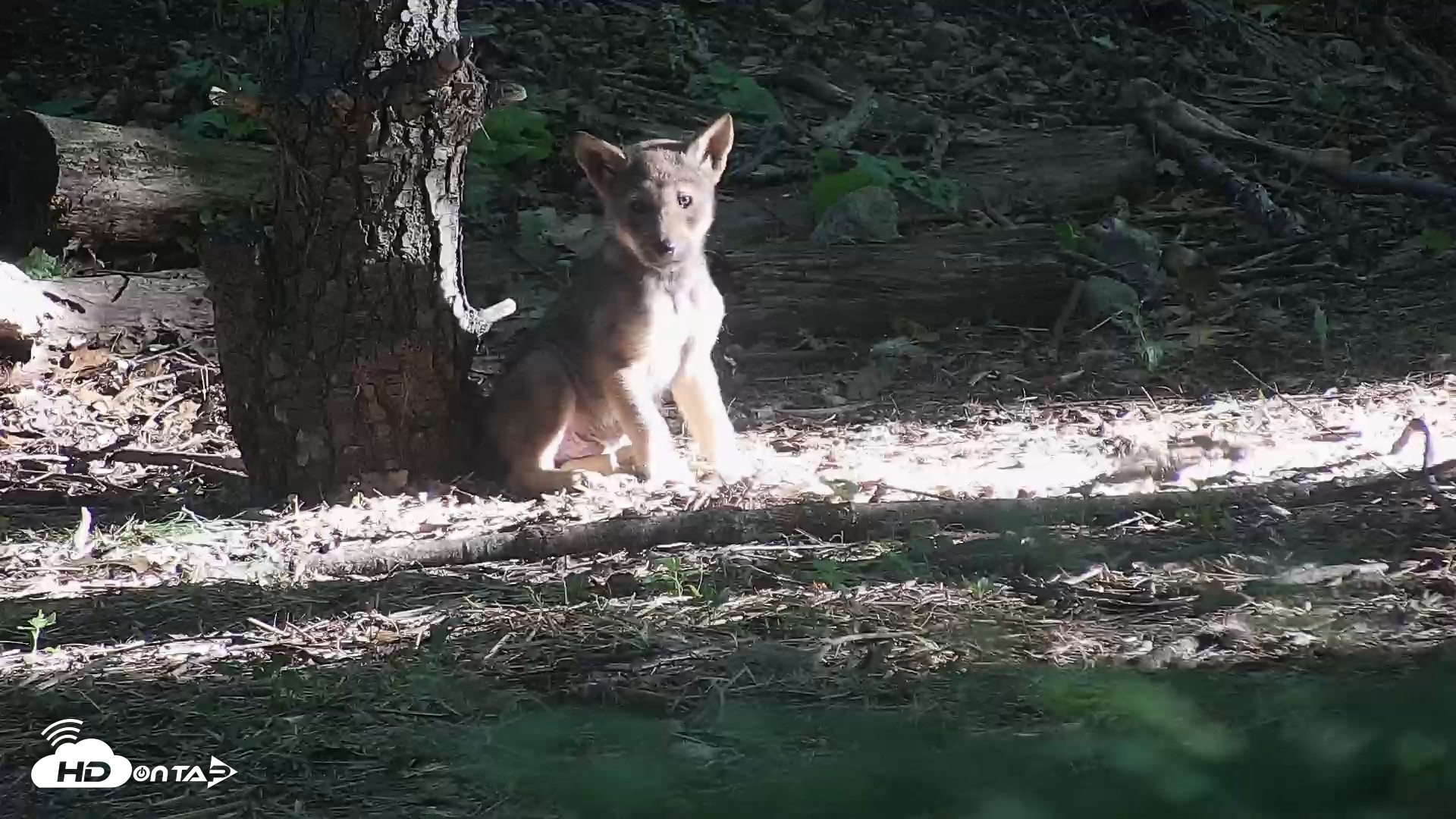 Snapshot of Off-Exhibit Red Wolves Live Cam | Wolf Center taken Jun 16, 2026, 7:53am EDT