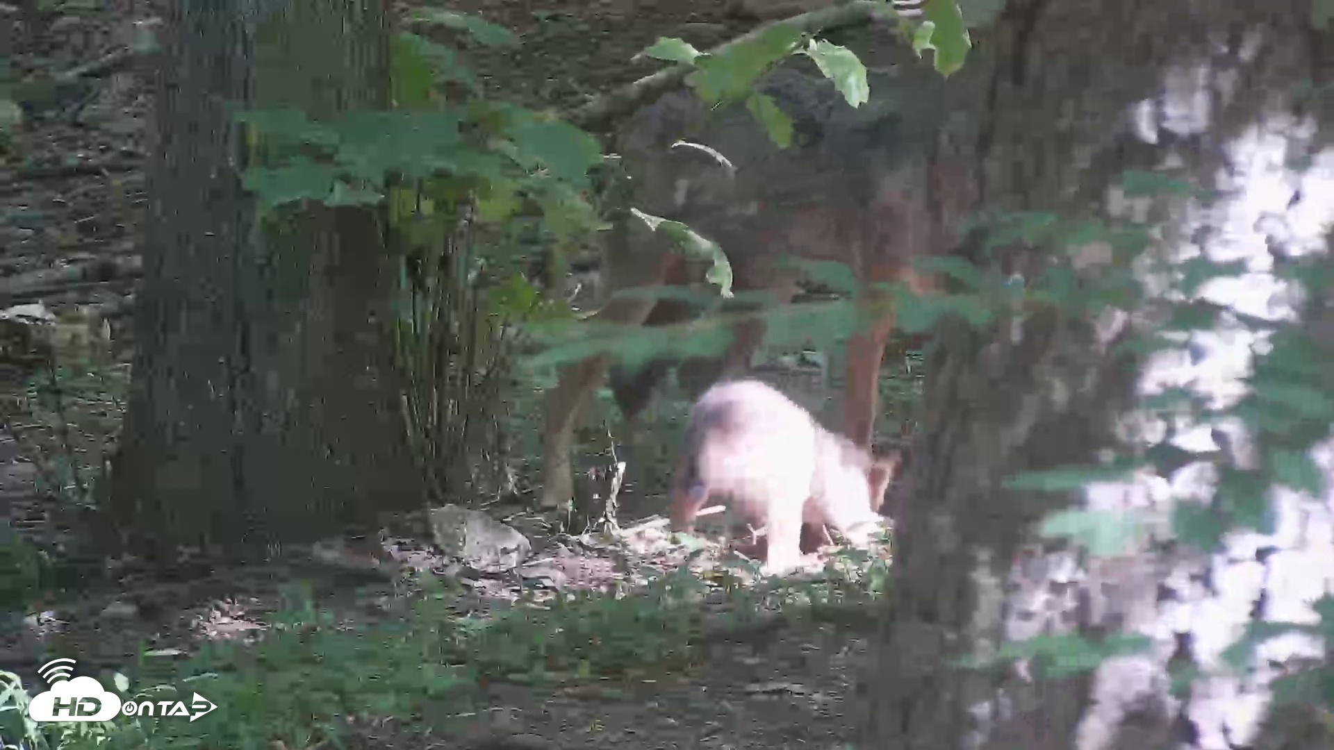Snapshot of Off-Exhibit Red Wolves Live Cam | Wolf Center taken Jun 16, 2026, 10:28am EDT