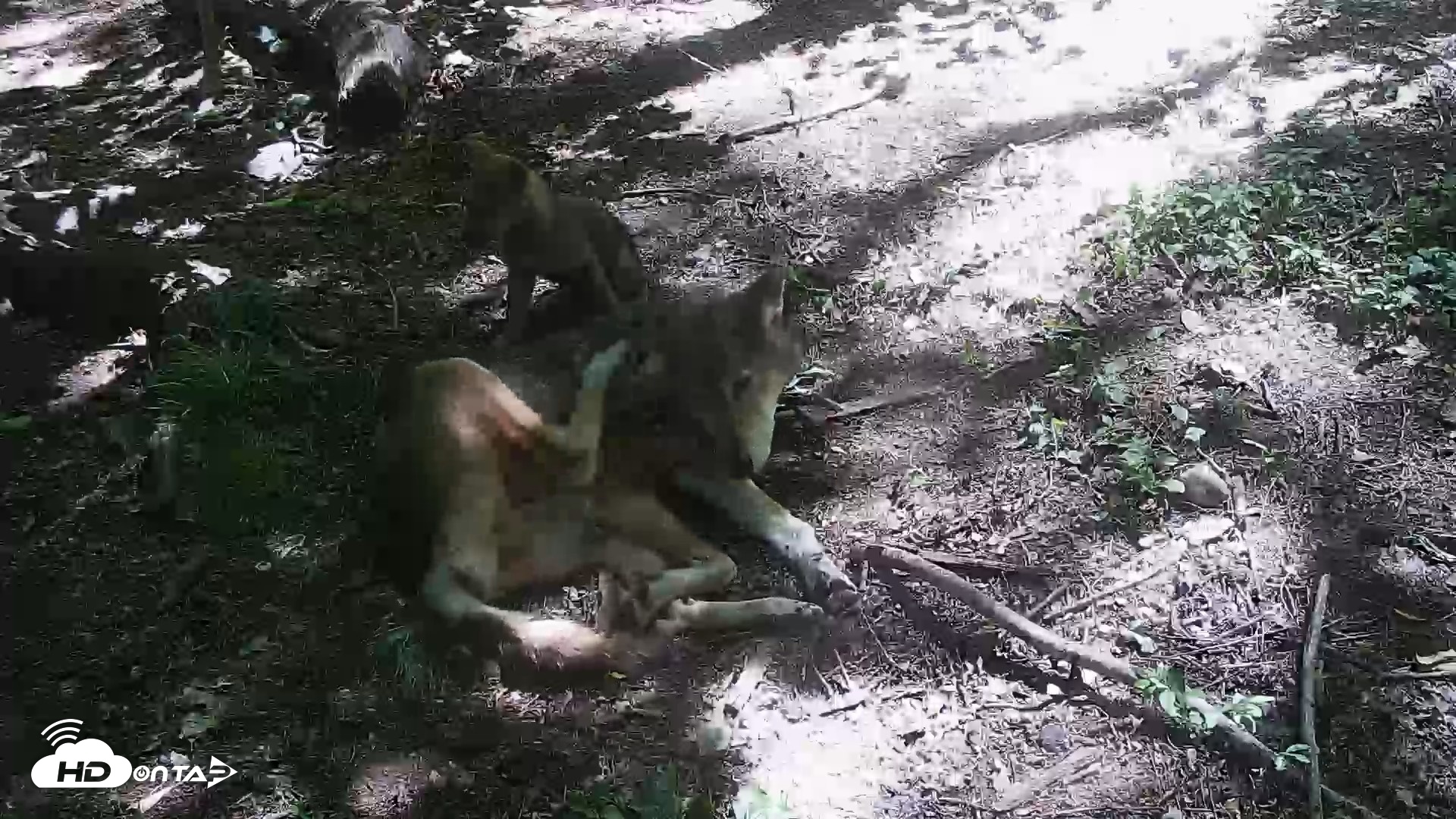 Snapshot of Off-Exhibit Red Wolves Live Cam | Wolf Center taken Jun 8, 2026, 11:05am EDT