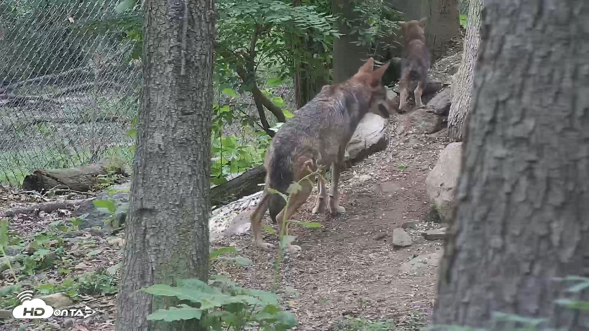 Snapshot of Off-Exhibit Red Wolves Live Cam | Wolf Center taken Jun 5, 2026, 2:07pm EDT
