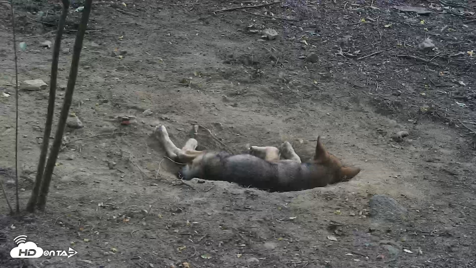 Snapshot of Off-Exhibit Red Wolves Live Cam | Wolf Center taken Jul 3, 2026, 7:22pm EDT