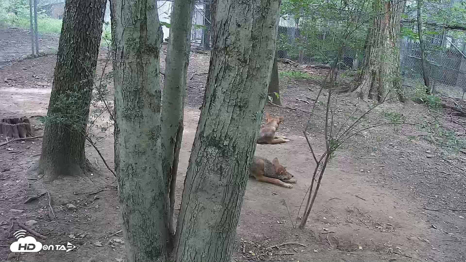 Snapshot of Off-Exhibit Red Wolves Live Cam | Wolf Center taken Jul 17, 2026, 11:25am EDT