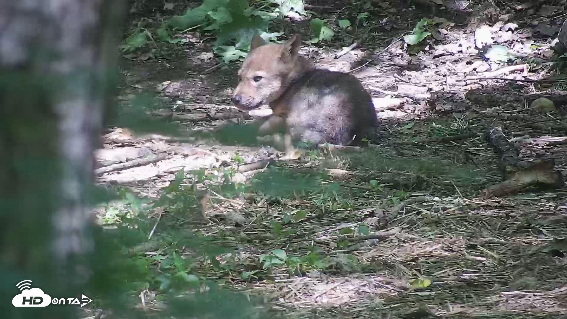 Snapshot of Off-Exhibit Red Wolves Live Cam | Wolf Center taken Jun 8, 2026, 11:39am EDT
