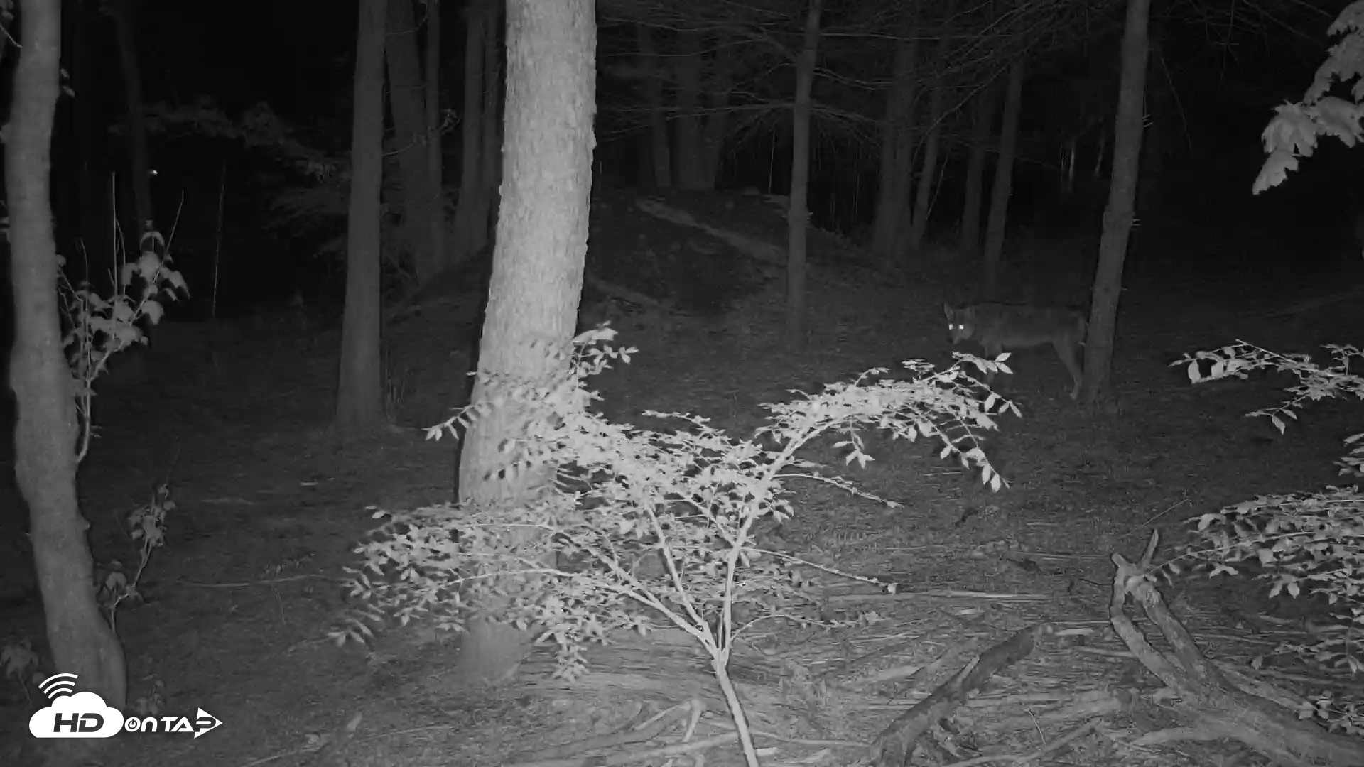 Snapshot of Off-Exhibit Red Wolves Live Cam | Wolf Center taken May 2, 2026, 9:00pm EDT