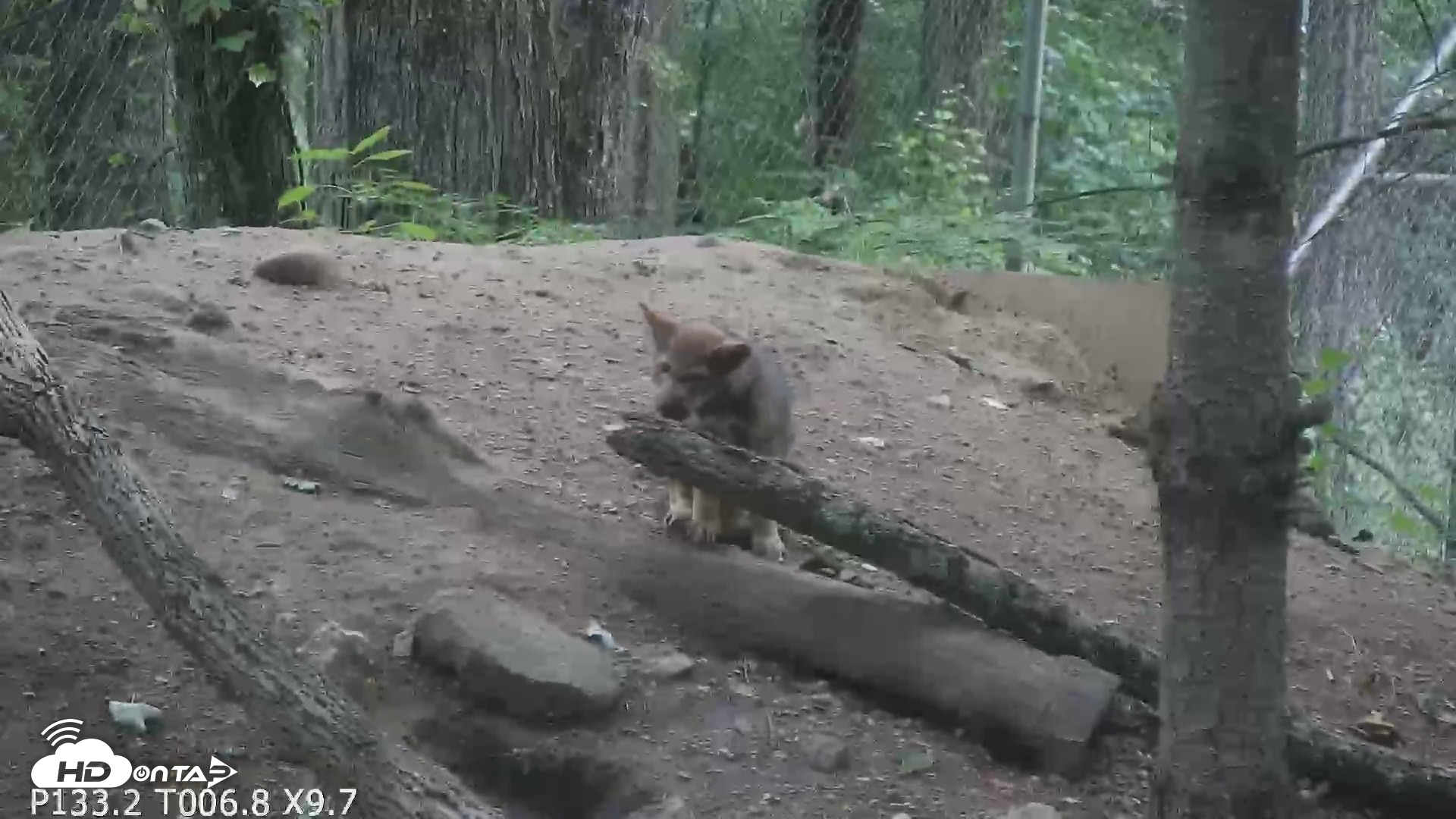 Snapshot of Off-Exhibit Red Wolves Live Cam | Wolf Center taken Jun 22, 2026, 9:20am EDT