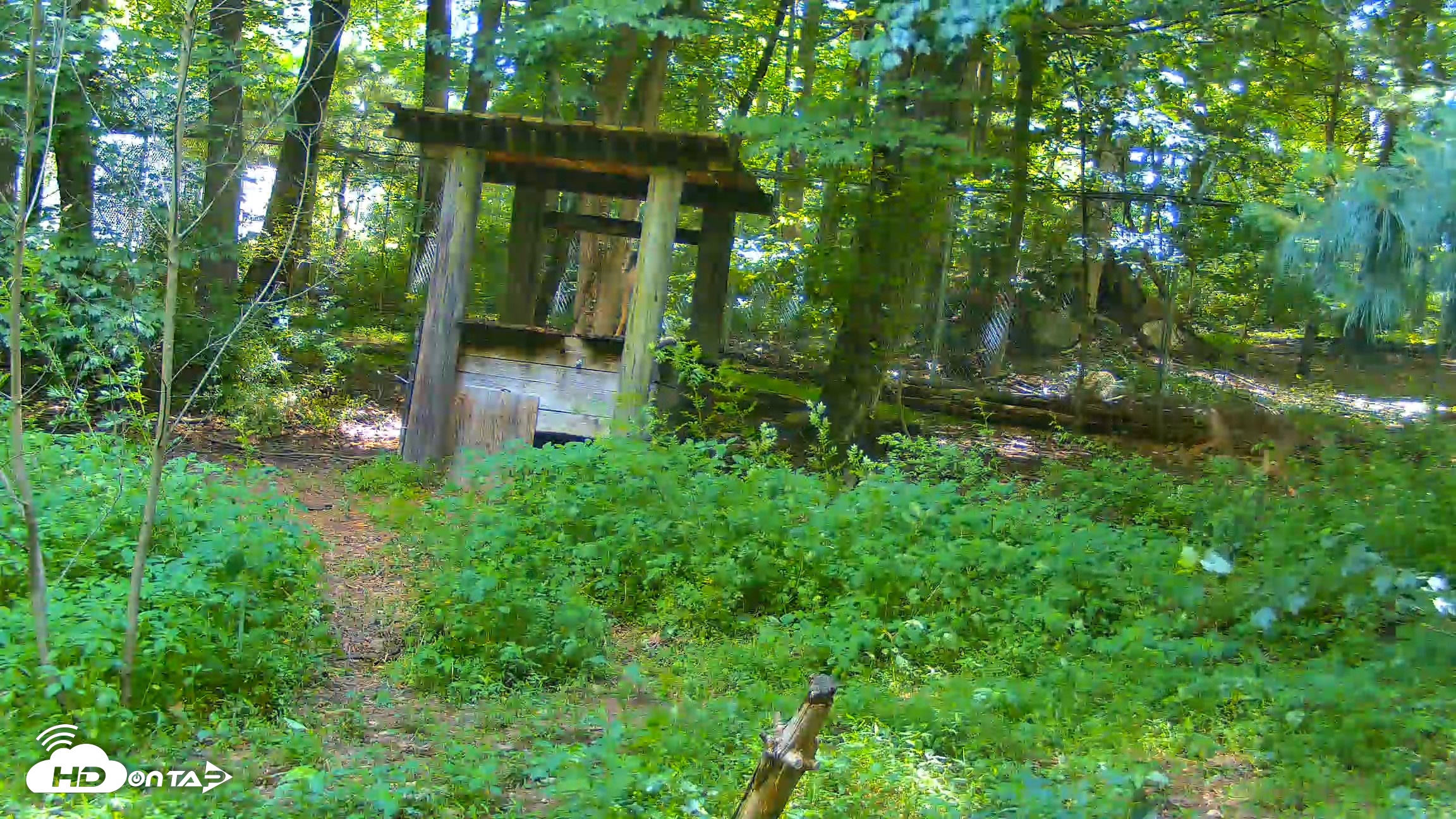 Snapshot of Off-Exhibit Red Wolves Live Cam | Wolf Center taken Jun 15, 2026, 11:23am EDT