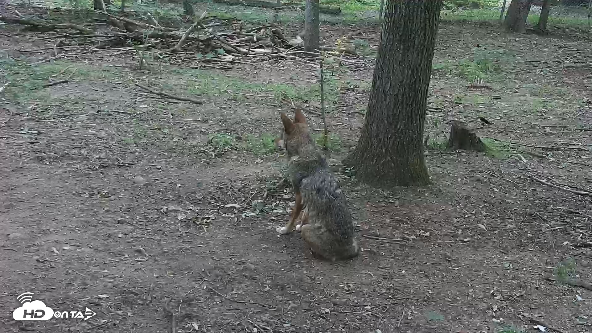 Snapshot of Off-Exhibit Red Wolves Live Cam | Wolf Center taken Jun 22, 2026, 9:37am EDT