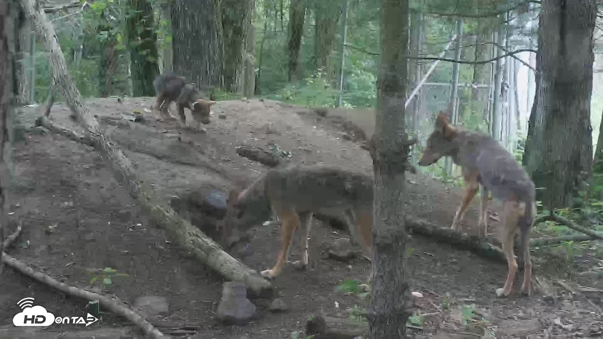 Snapshot of Off-Exhibit Red Wolves Live Cam | Wolf Center taken Jun 18, 2026, 10:55am EDT