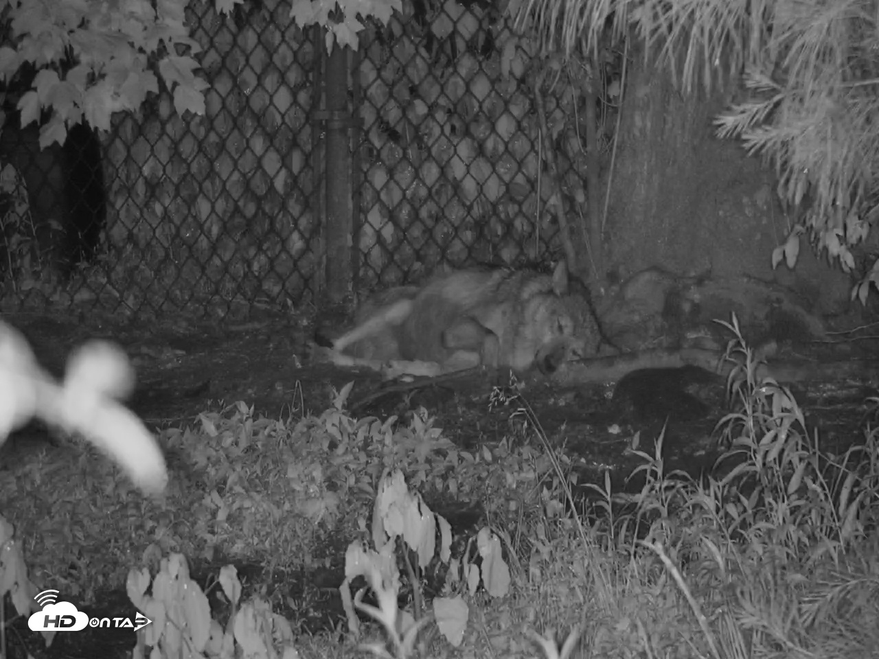 Snapshot of Wolf Center - Group 3 Wolves taken Jun 13, 2025, 9:17pm EDT