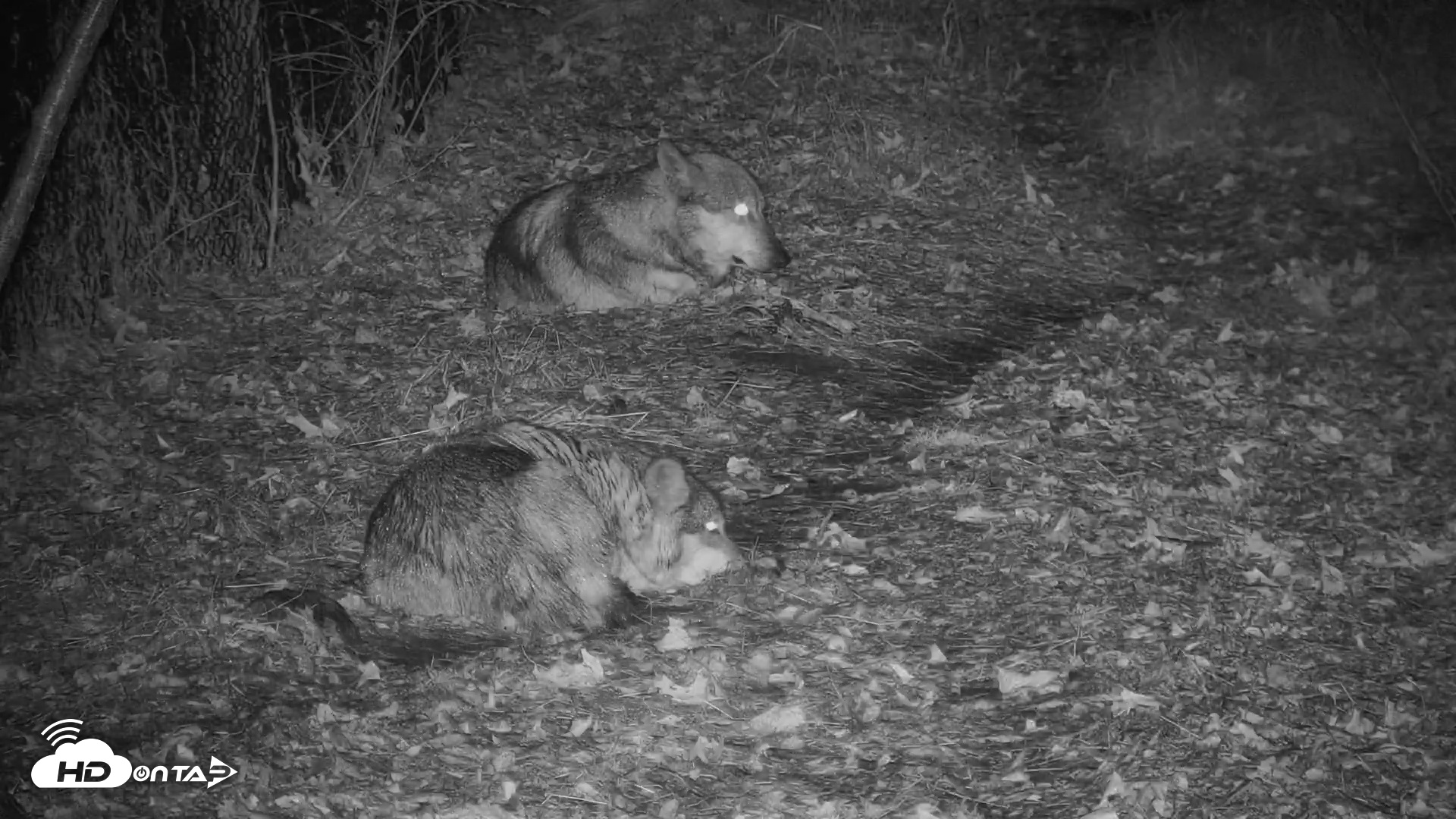 Snapshot of Wolf Center - Group 3 Wolves taken Nov 25, 2025, 5:12pm EST