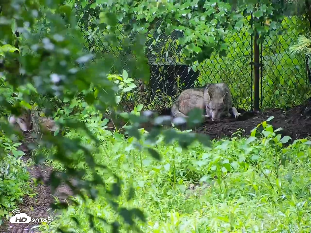Snapshot of Wolf Center - Group 3 Wolves taken Jun 22, 2025, 10:08am EDT
