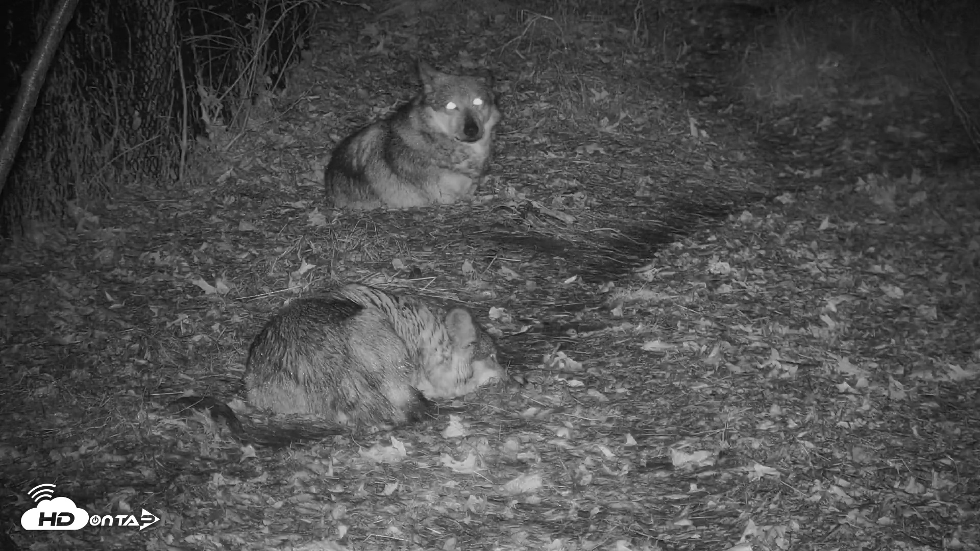 Snapshot of Wolf Center - Group 3 Wolves taken Nov 25, 2025, 5:10pm EST