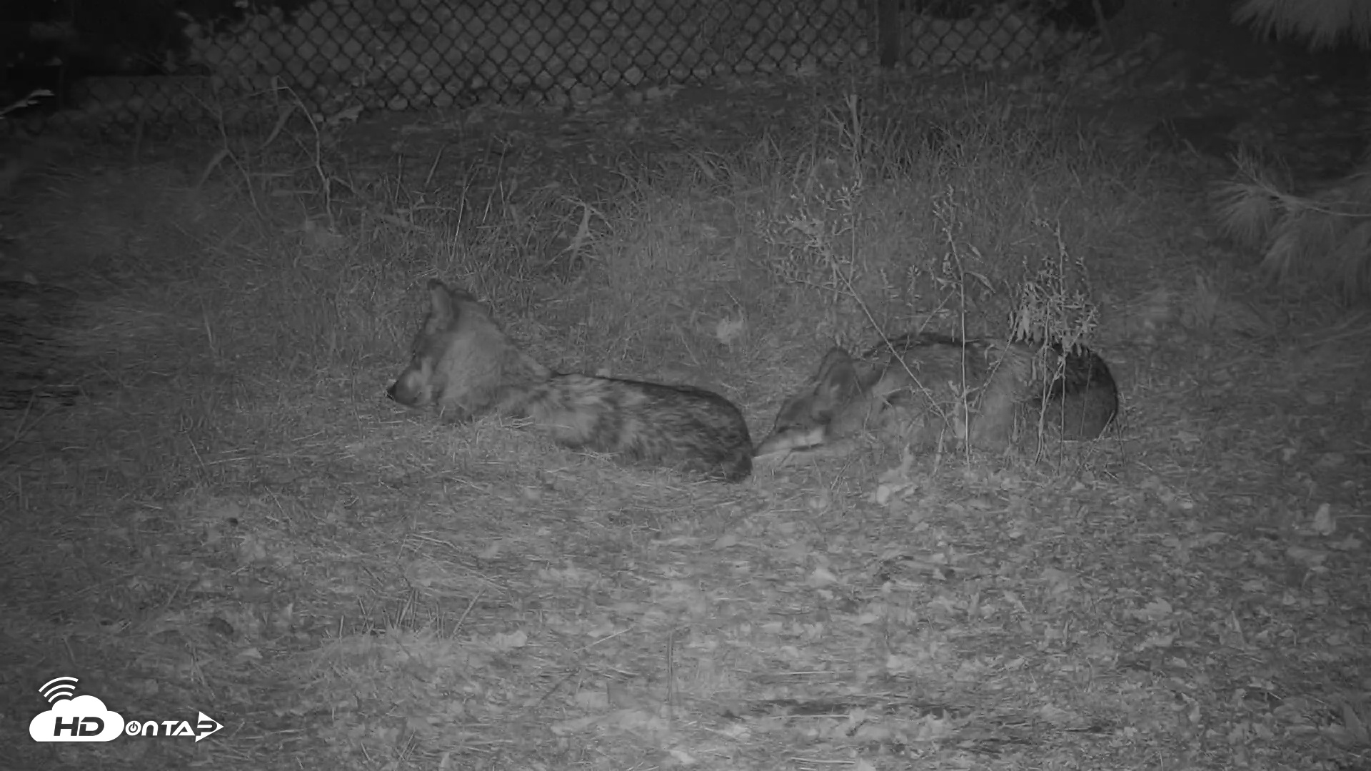 Snapshot of Wolf Center - Group 3 Wolves taken Oct 19, 2025, 6:26pm EDT