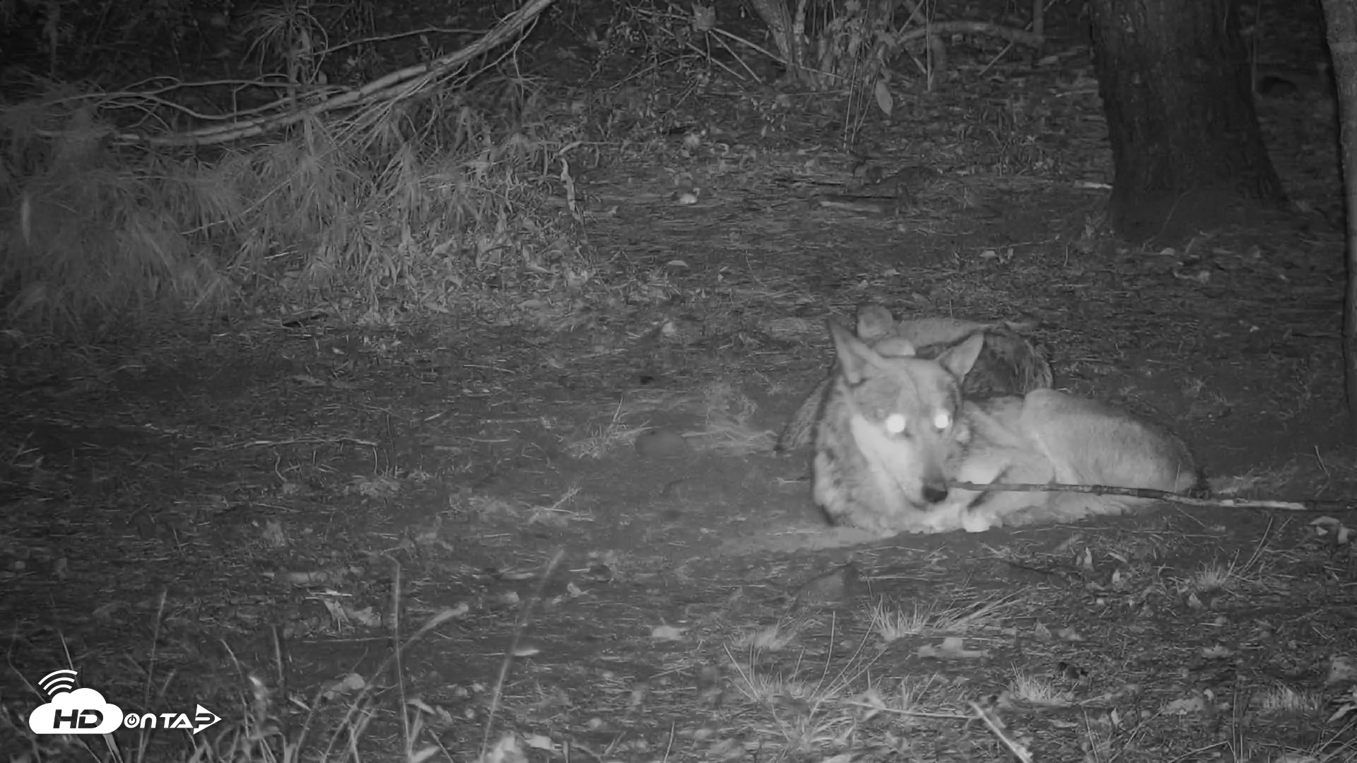Snapshot of Wolf Center - Group 3 Wolves taken Sep 25, 2025, 10:37pm EDT