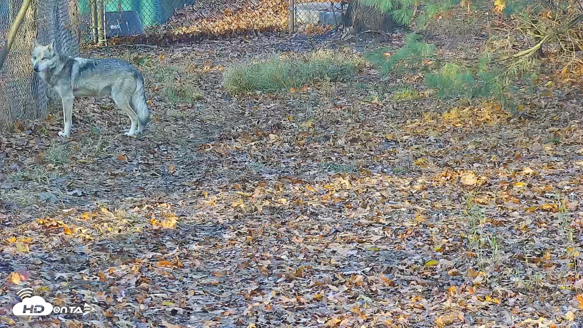 Snapshot of Wolf Center - Group 3 Wolves taken Nov 16, 2025, 8:02am EST