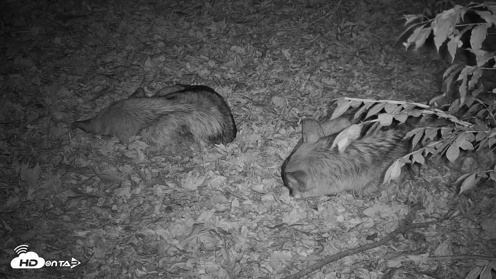 Snapshot of Wolf Center - Group 3 Wolves taken Nov 6, 2025, 6:04pm EST