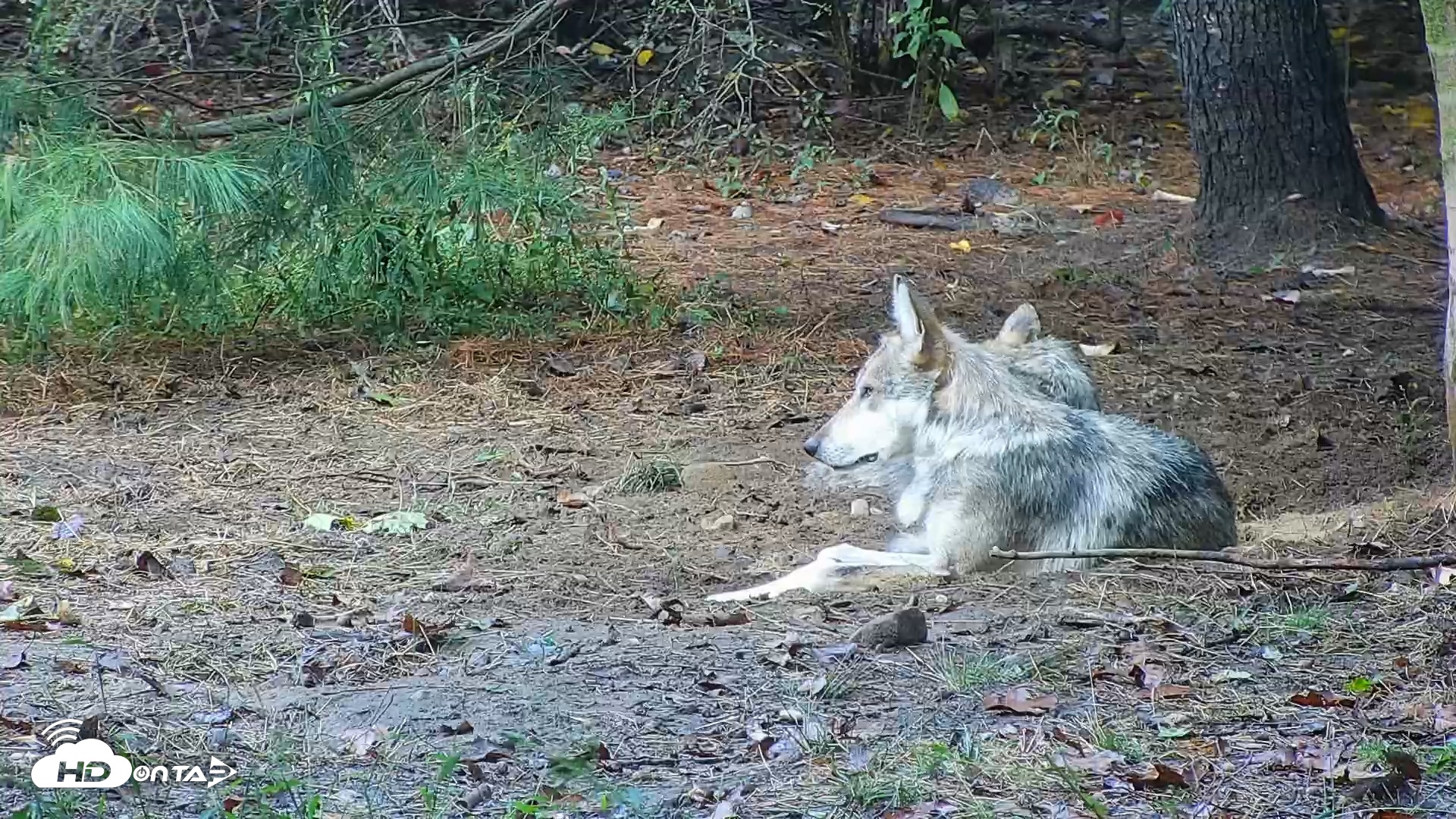 Snapshot of Wolf Center - Group 3 Wolves taken Sep 26, 2025, 8:19am EDT