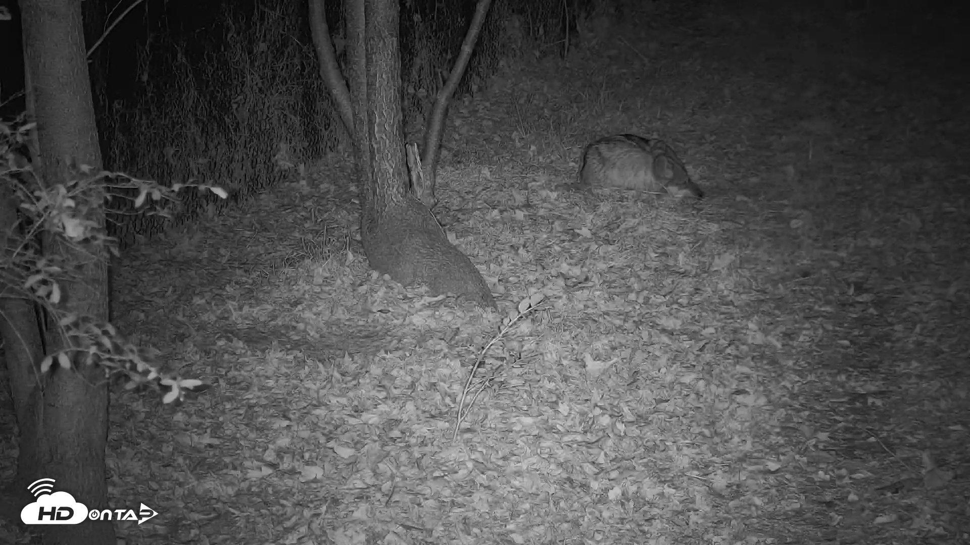Snapshot of Wolf Center - Group 3 Wolves taken Oct 29, 2025, 6:46am EDT