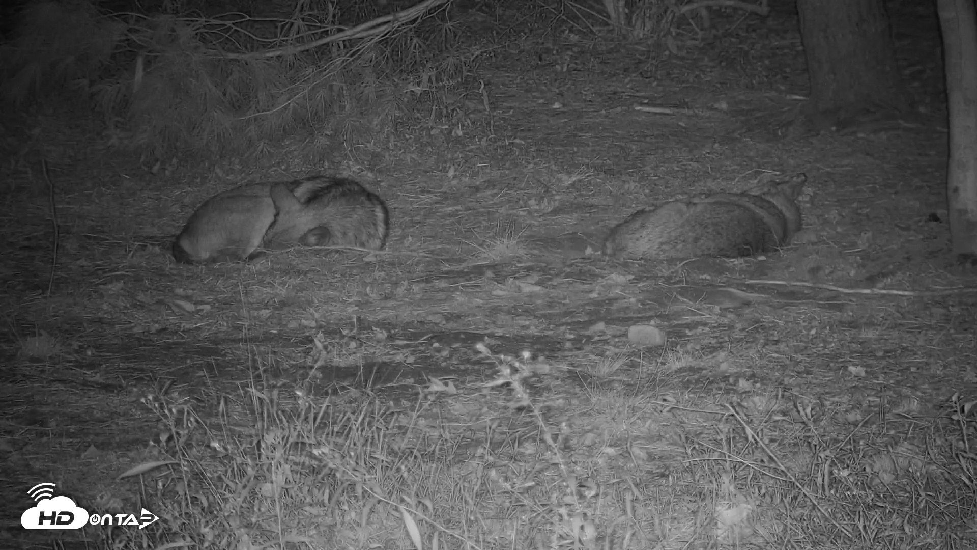 Snapshot of Wolf Center - Group 3 Wolves taken Sep 28, 2025, 3:54am EDT