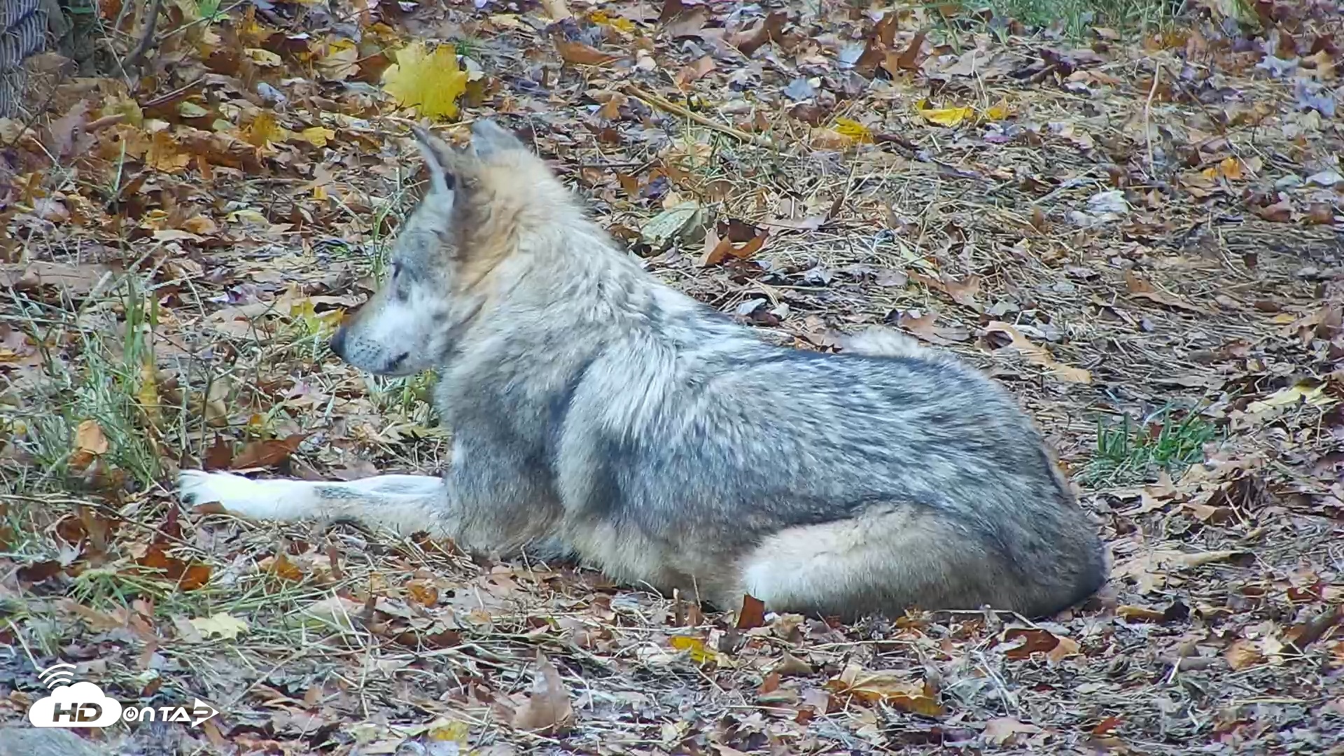 Snapshot of Wolf Center - Group 3 Wolves taken Nov 9, 2025, 10:24am EST