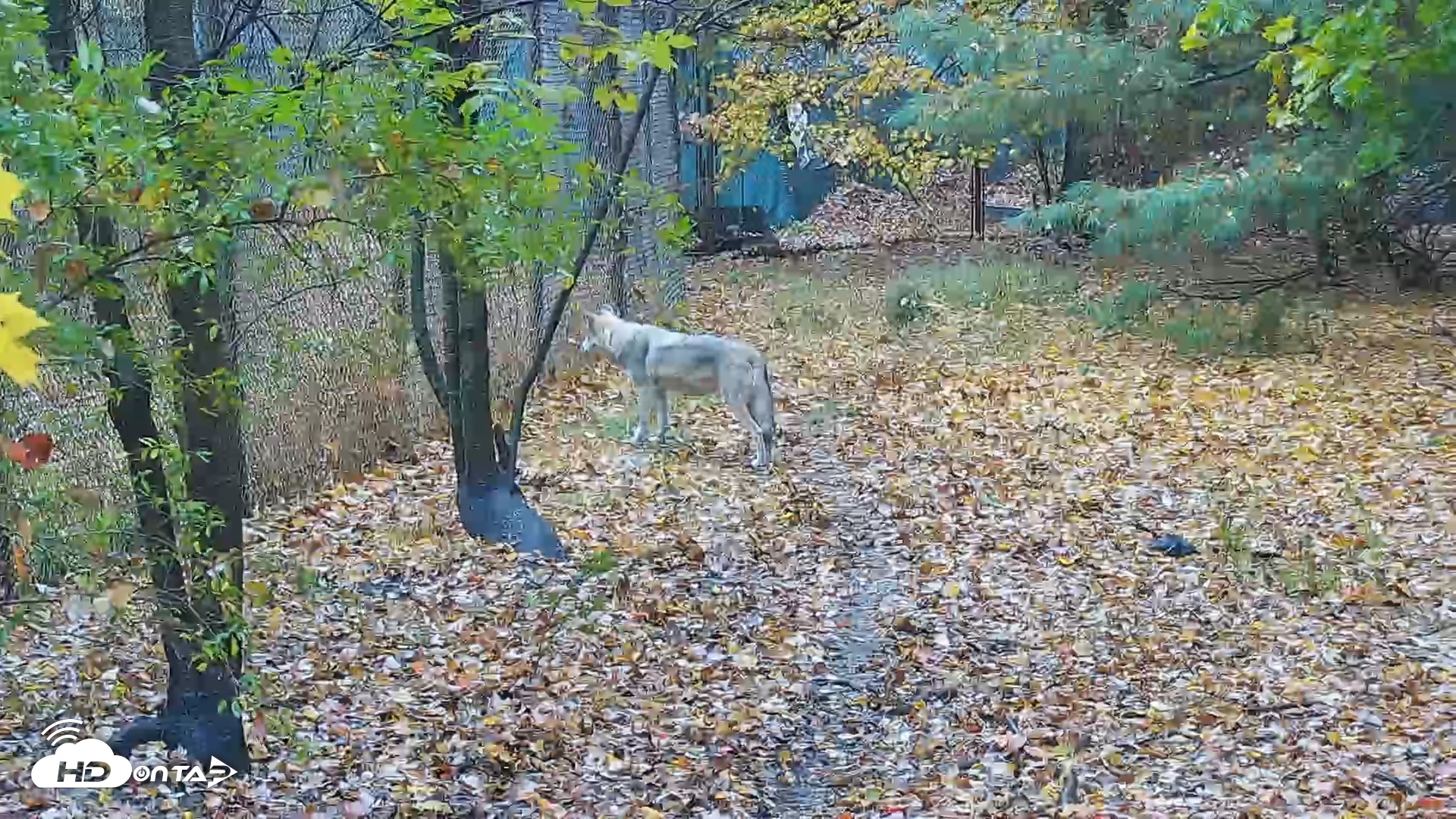 Snapshot of Wolf Center - Group 3 Wolves taken Oct 30, 2025, 11:12am EDT
